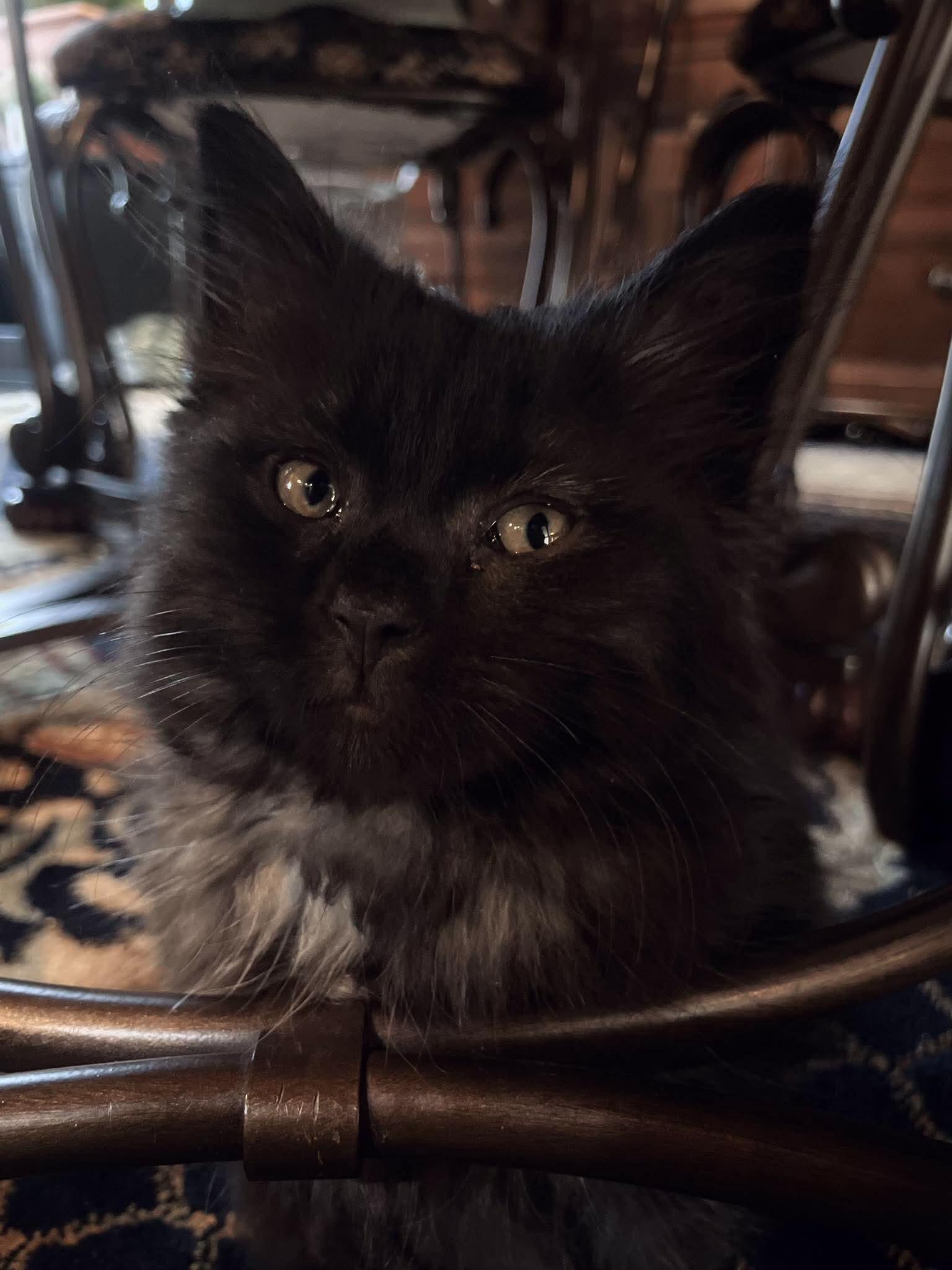 Tessa, adopted, Young Female Maine Coon & Domestic Medium Hair.