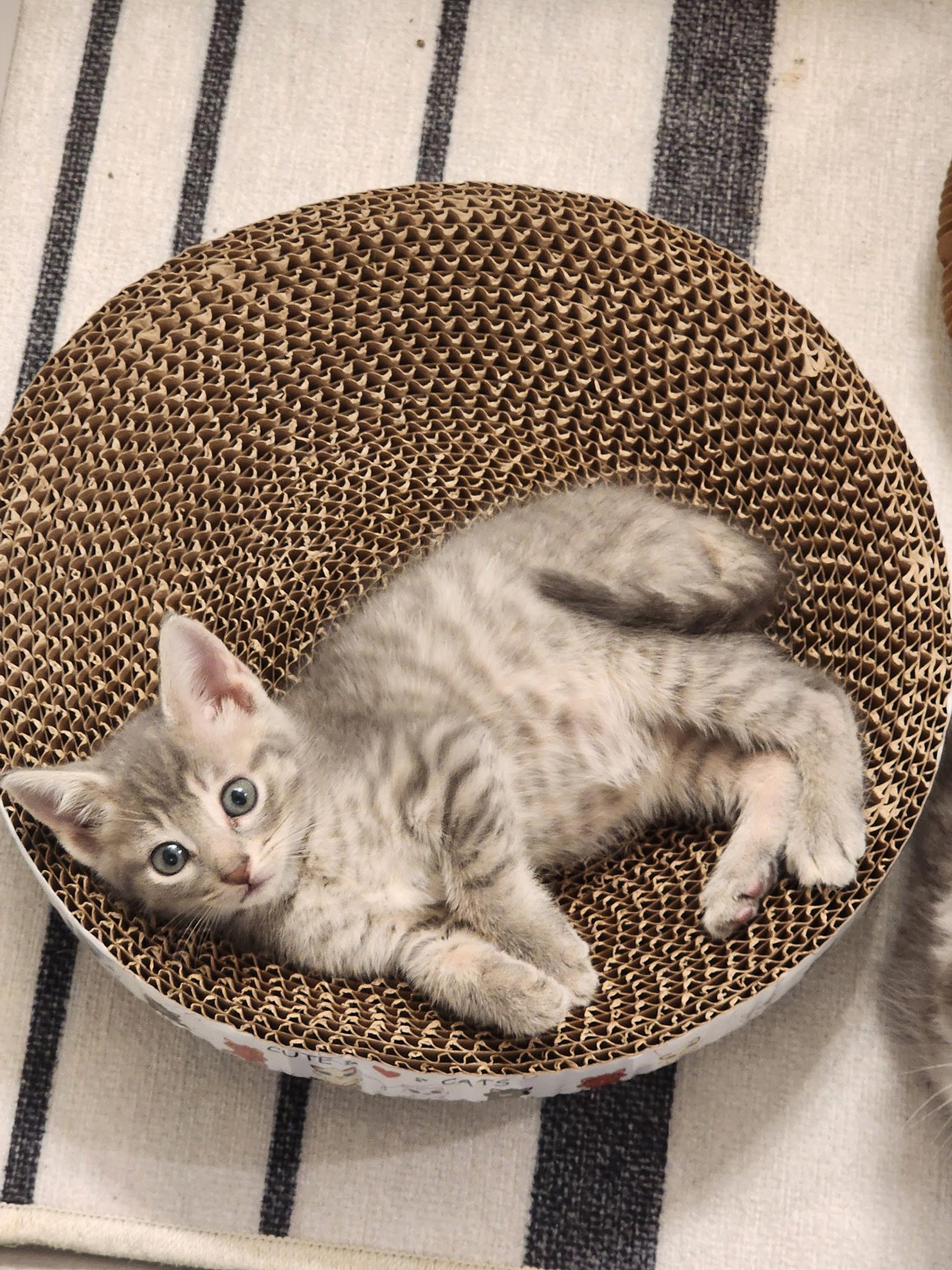 Miso, adopted, Kitten Male Domestic Short Hair.