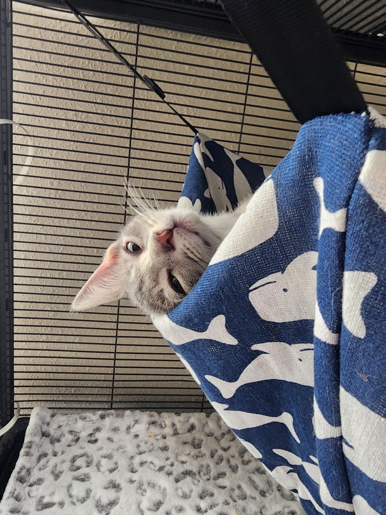 Miso, an adopted Domestic Short Hair in Jacksonville, FL image 2/3