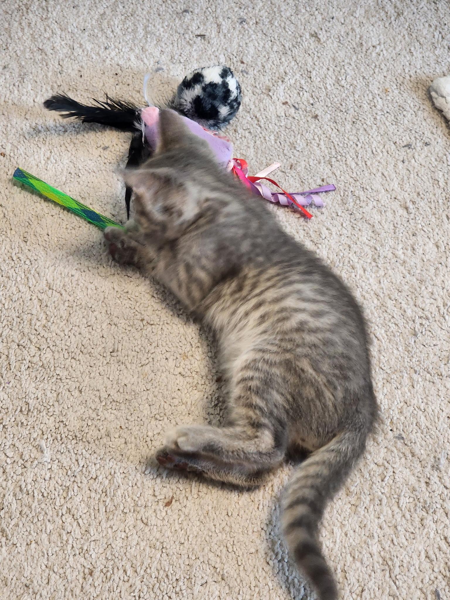 Miso, an adopted Domestic Short Hair in Jacksonville, FL image 3/3
