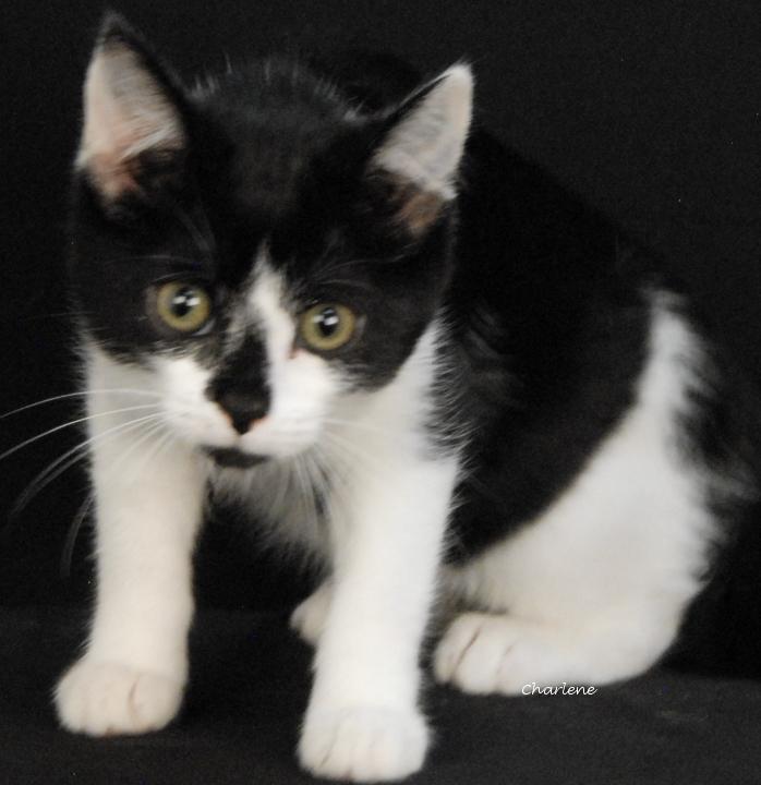 Enlarge Lemon Drop, a Adoptable Domestic Short Hair in Newland, NC image 1/1