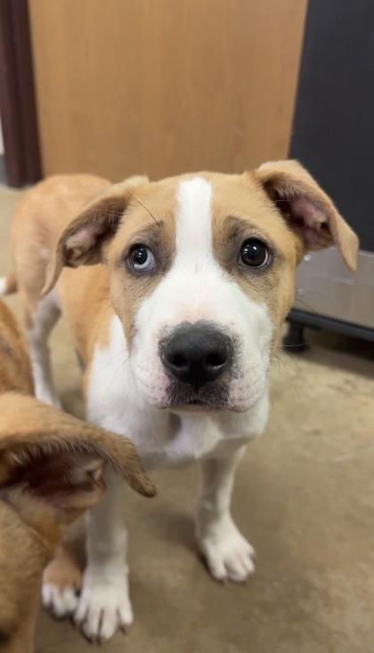 Gillian, a Adoptable mixed breed in Irving, TX image 1/2