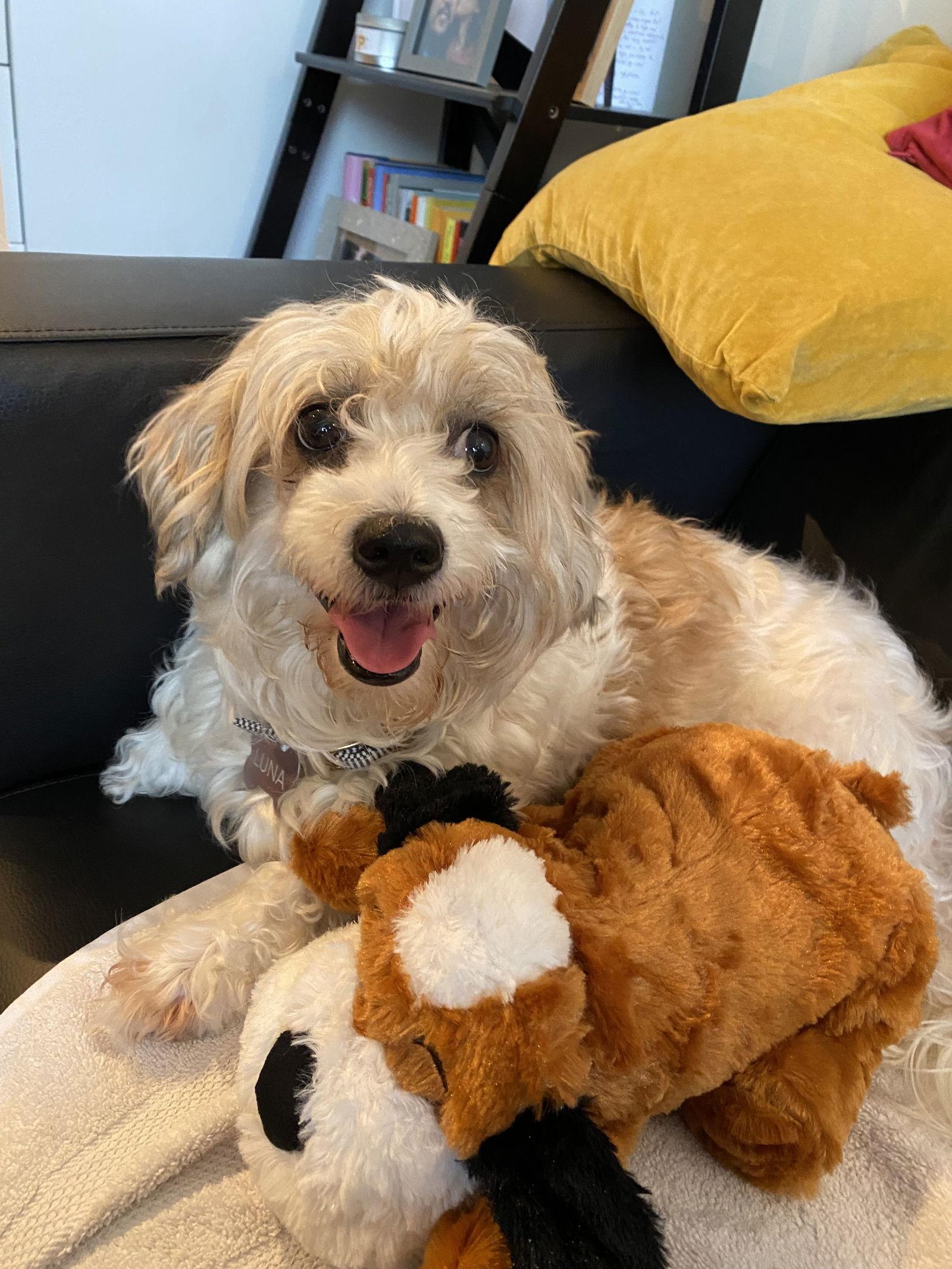 Enlarge Luna, a Adopted mixed breed in Lutherville, MD image 2/3