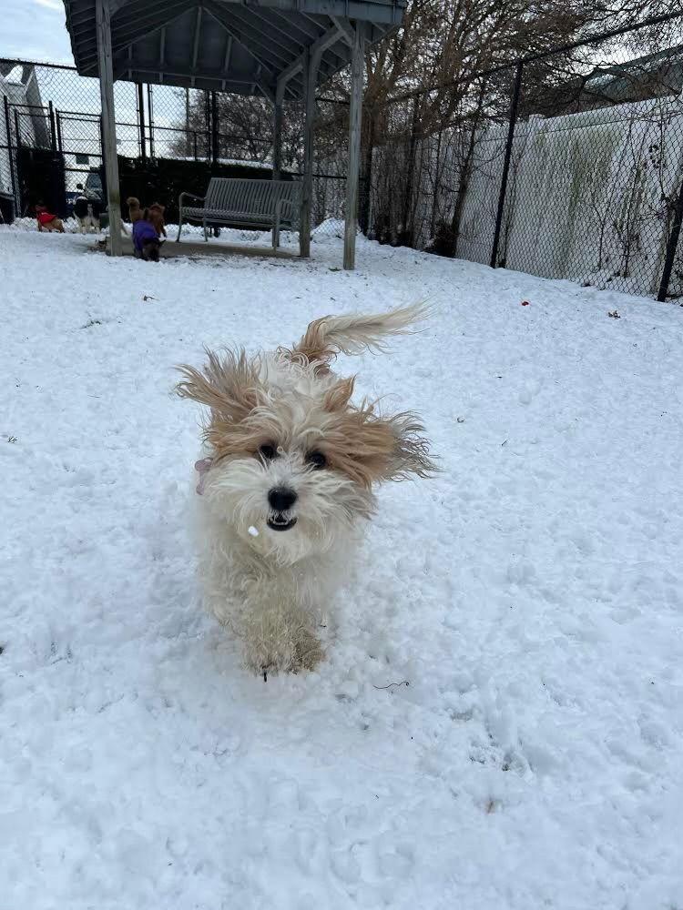 Enlarge Luna, a Adopted mixed breed in Lutherville, MD image 3/3