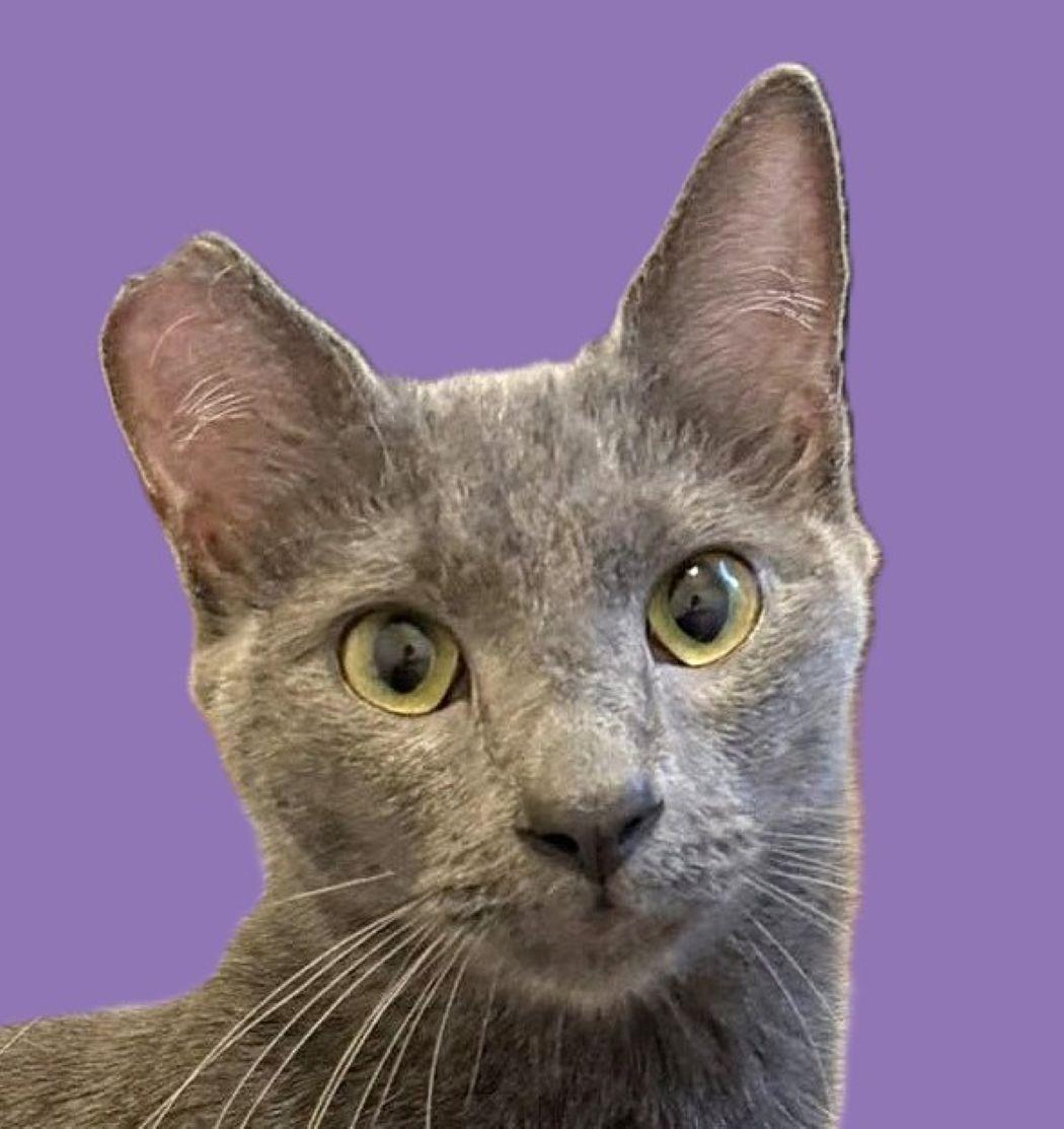 Henry, a Adoptable mixed breed in Savannah, GA image 2/5
