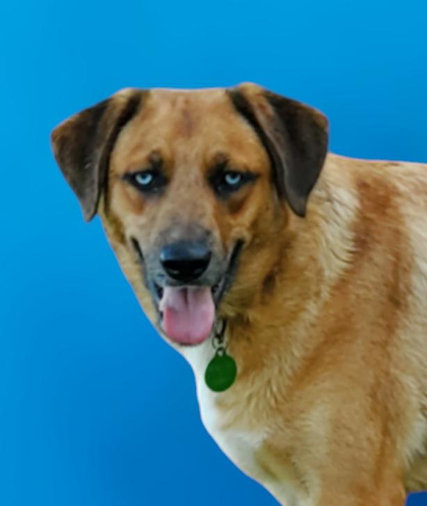 Brisbane, a Adoptable Australian Shepherd in Coppell, TX image 1/3