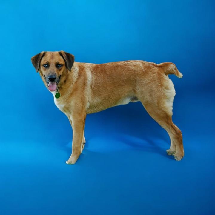 Brisbane, a Adoptable Australian Shepherd in Coppell, TX image 2/3