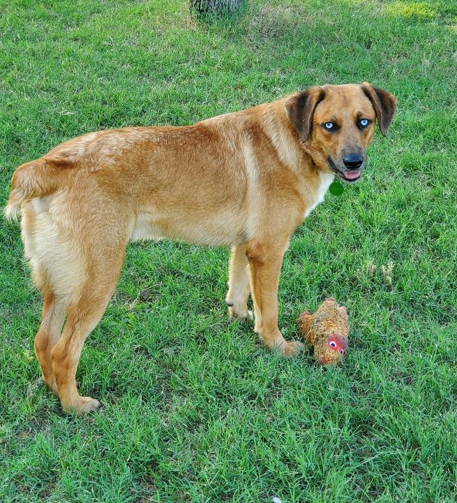 Brisbane, a Adoptable Australian Shepherd in Coppell, TX image 3/3