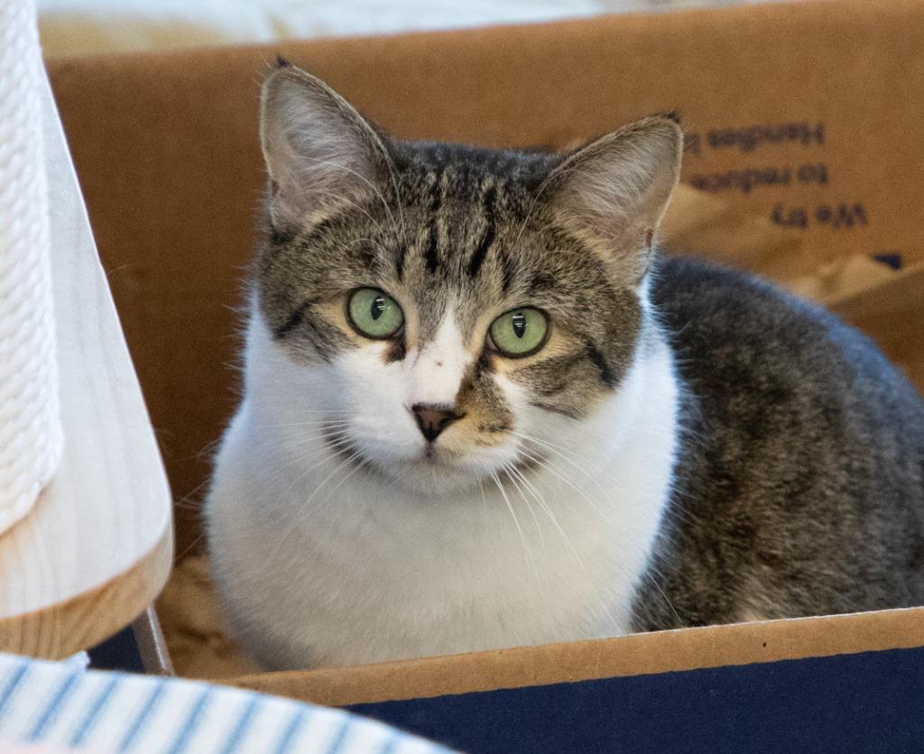 Pesto / Basil, Adoptable, Adult Male Domestic Short Hair.