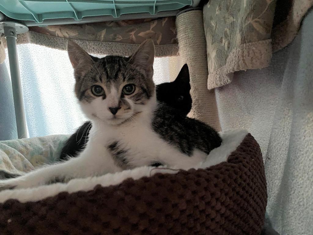 Enlarge Pesto / Basil, a Adoptable mixed breed in Napa, CA image 2/3