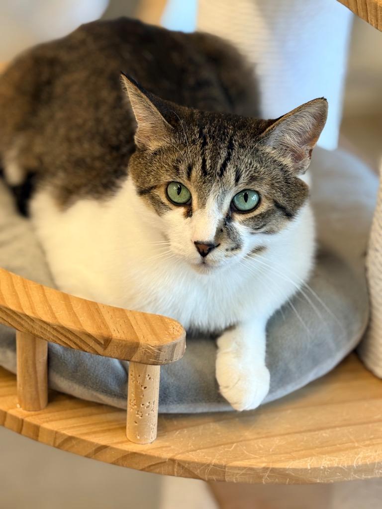 Pesto / Basil, a Adoptable mixed breed in Napa, CA image 3/4