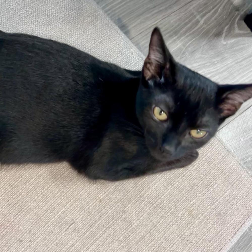 Poppy, Adoptable, Kitten Female Domestic Short Hair.