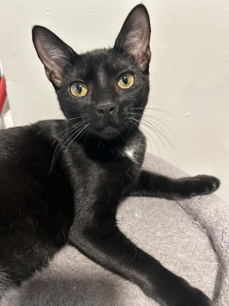 Enlarge Poppy, a Adoptable Domestic Short Hair in Hudson, NH image 2/6