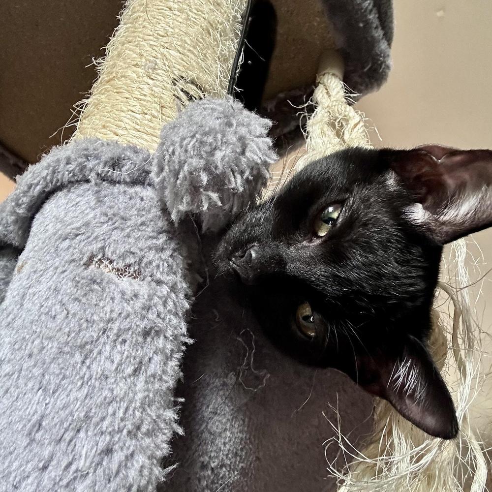 Enlarge Poppy, a Adoptable Domestic Short Hair in Hudson, NH image 3/6