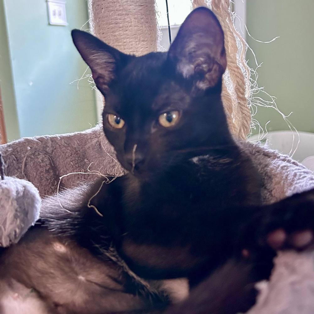 Enlarge Poppy, a Adoptable Domestic Short Hair in Hudson, NH image 4/6