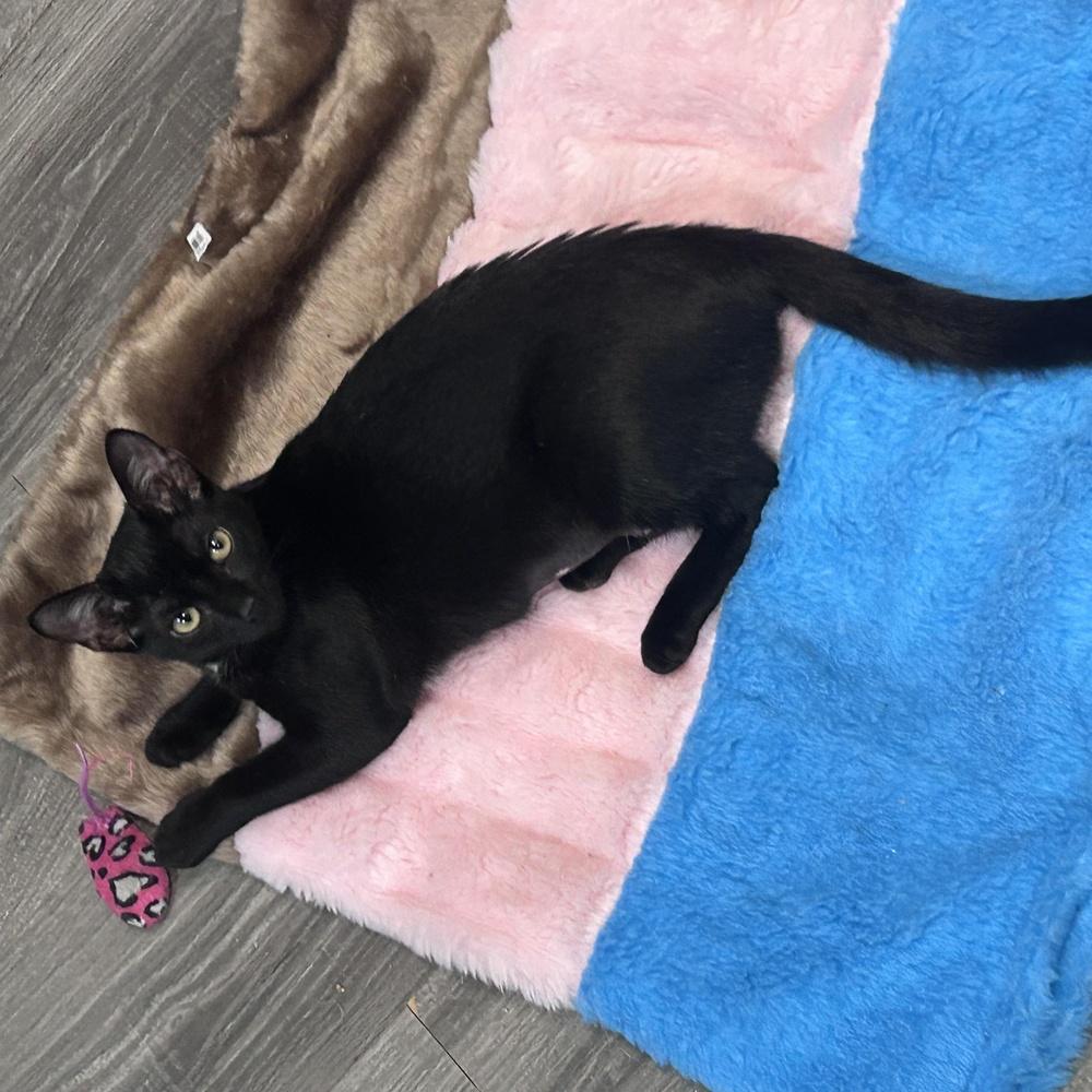 Enlarge Poppy, a Adoptable Domestic Short Hair in Hudson, NH image 5/6