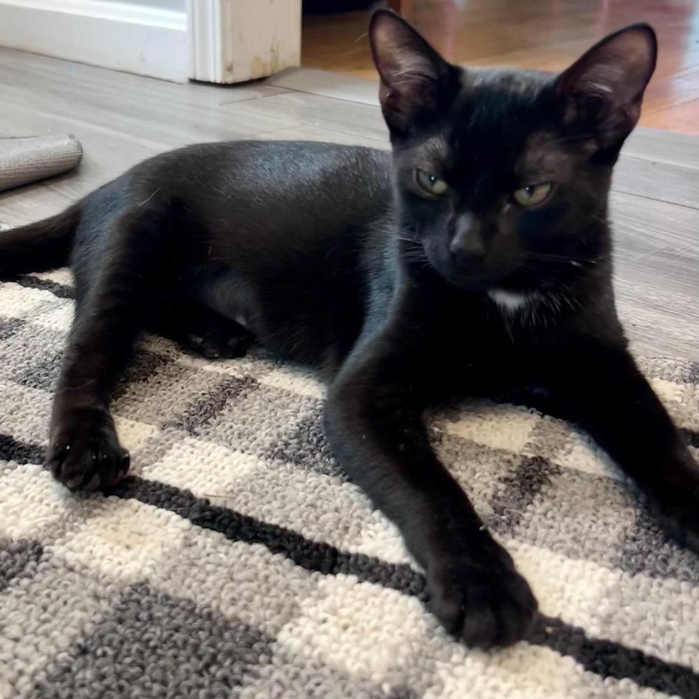 Enlarge Poppy, a Adoptable Domestic Short Hair in Hudson, NH image 6/6