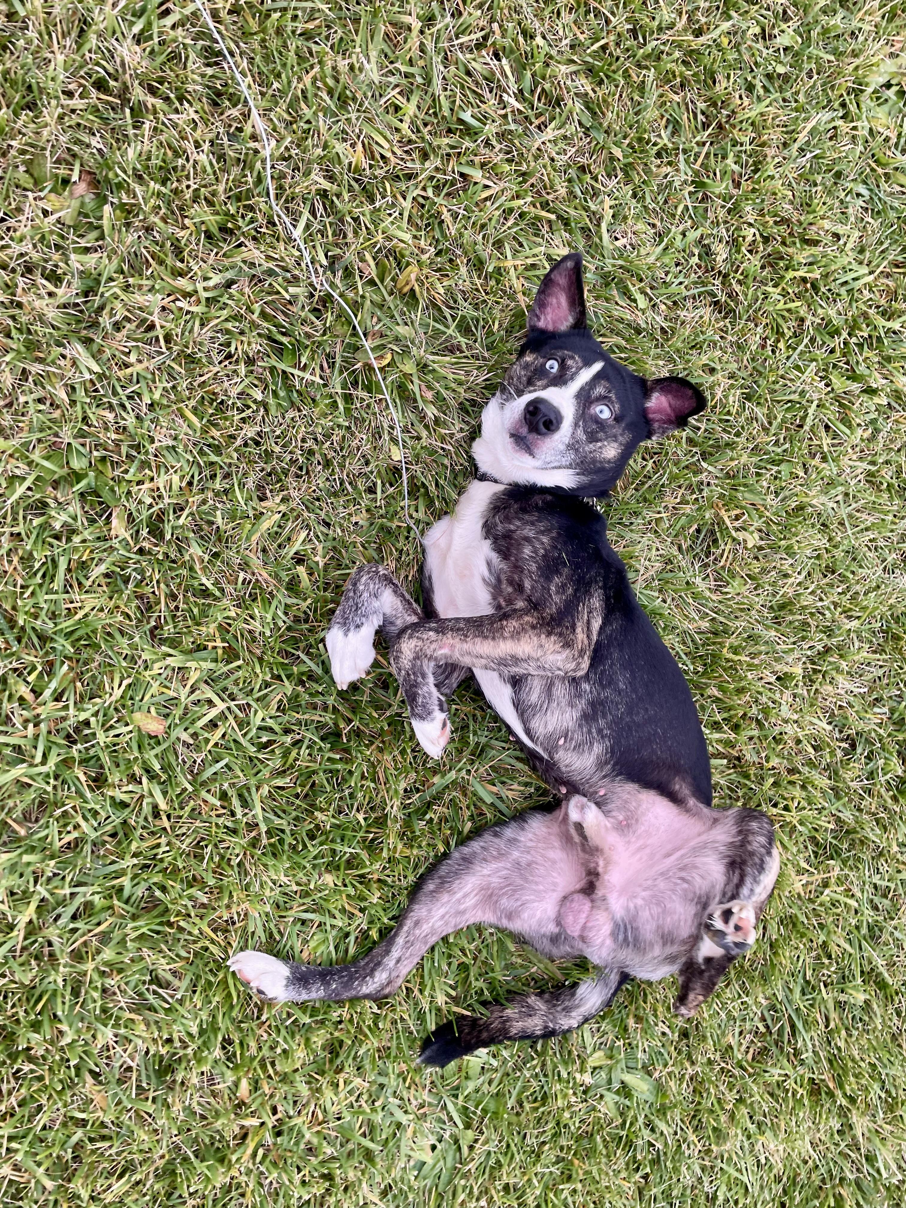 Jimbo, ADOPTABLE, Adult Male Australian Cattle Dog / Blue Heeler.