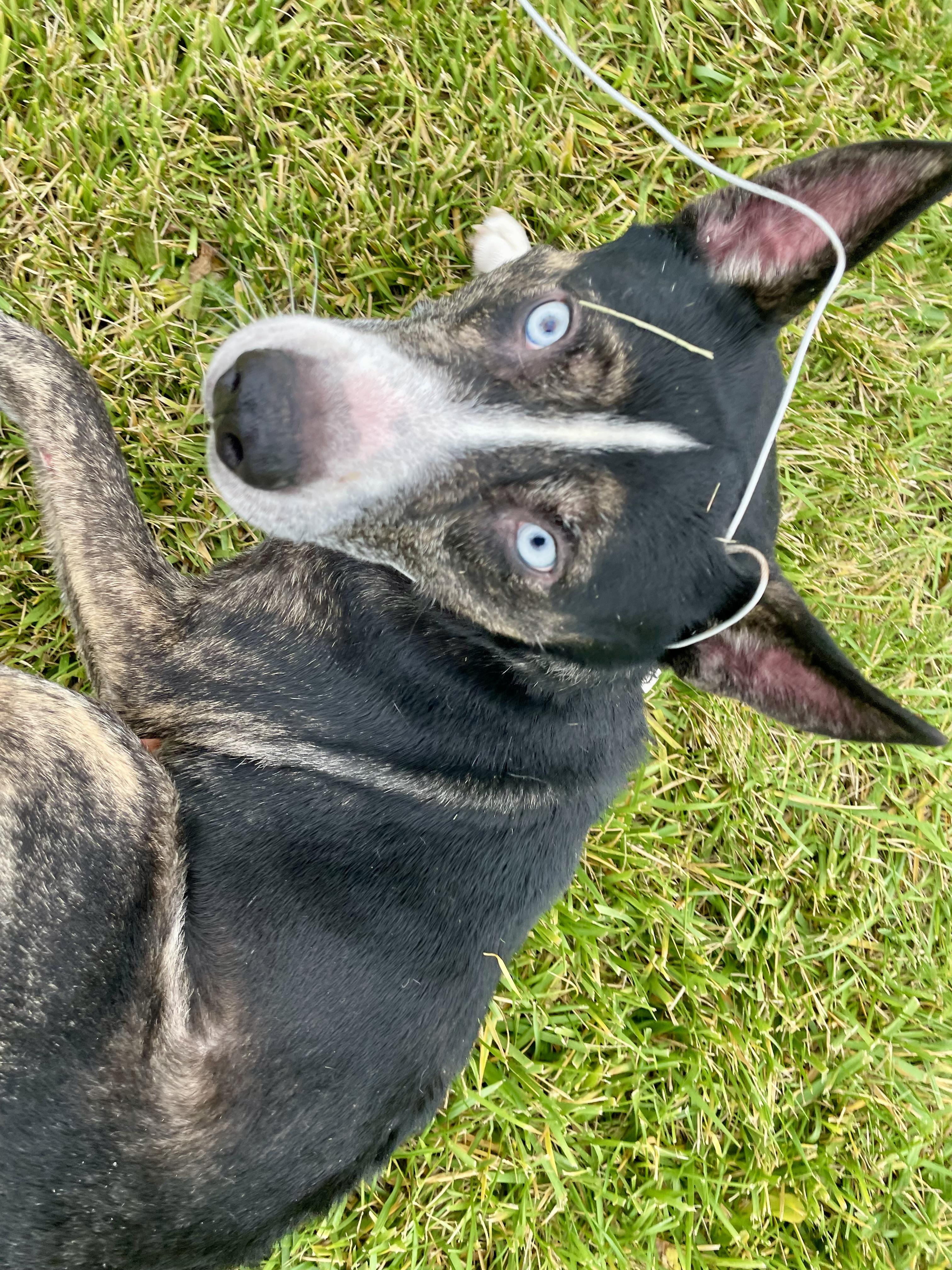 Enlarge Jimbo, a ADOPTABLE mixed breed in Washington Court House, OH image 4/6