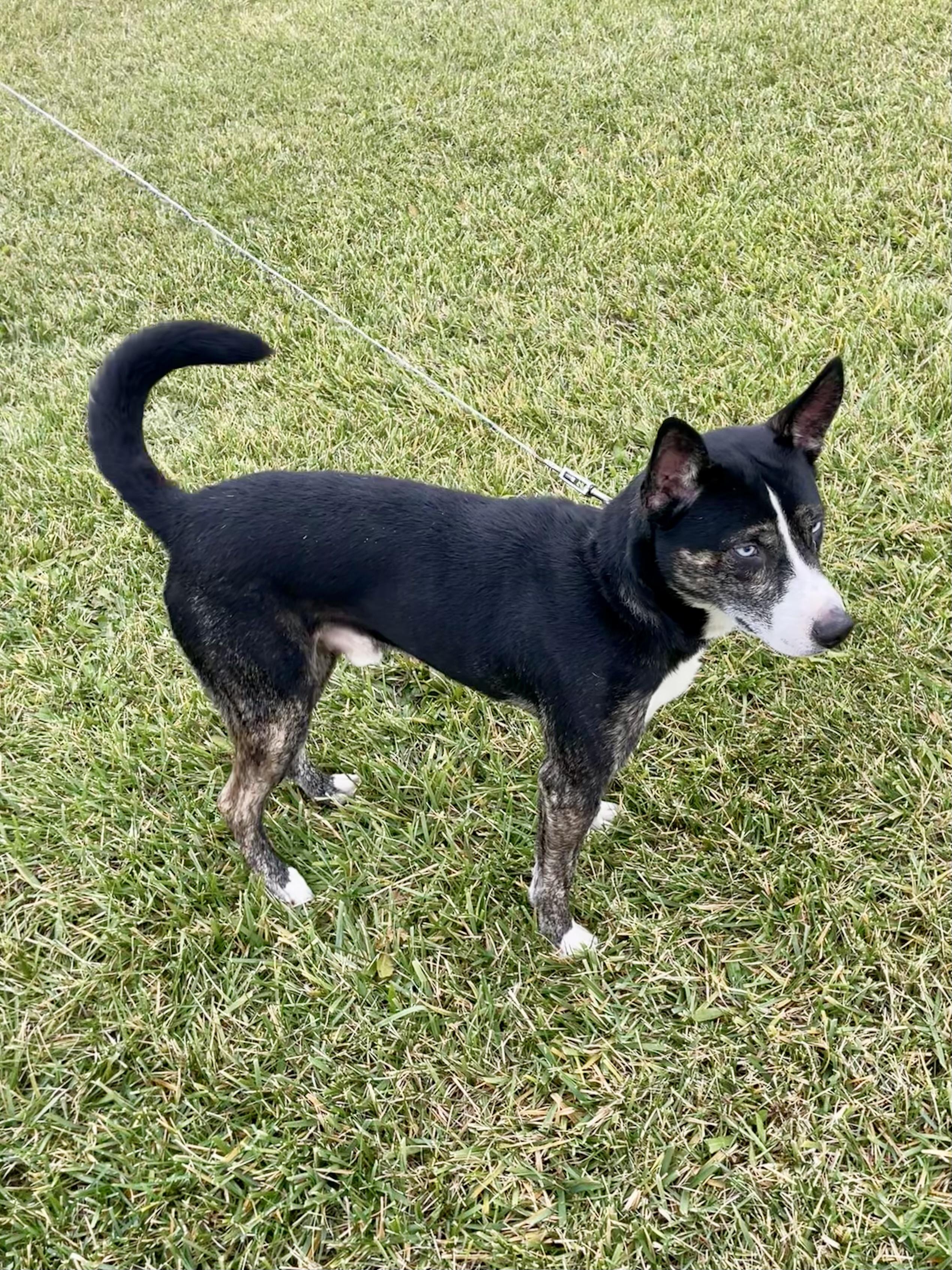 Enlarge Jimbo, a ADOPTABLE mixed breed in Washington Court House, OH image 5/6