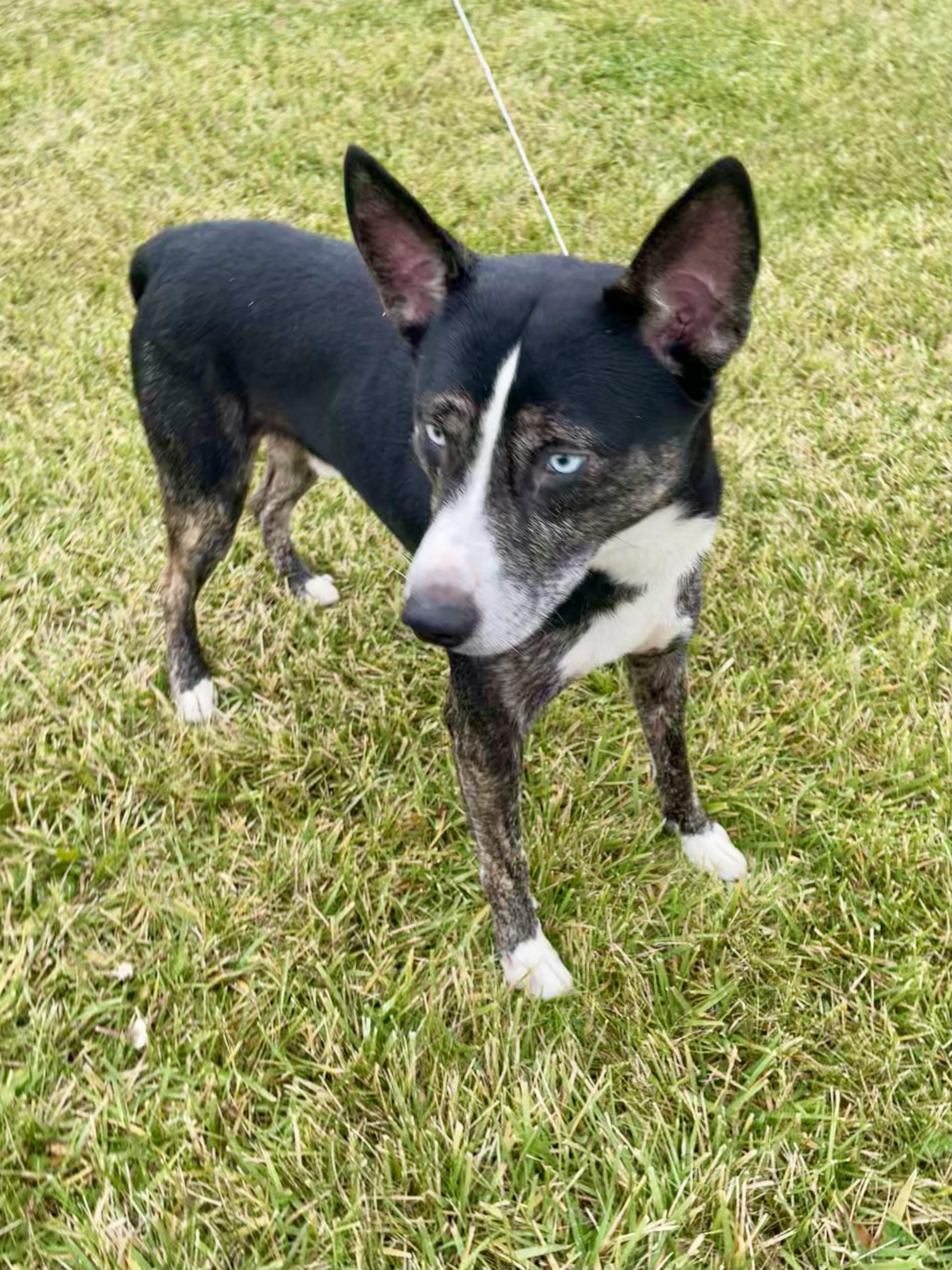 Enlarge Jimbo, a ADOPTABLE mixed breed in Washington Court House, OH image 3/6