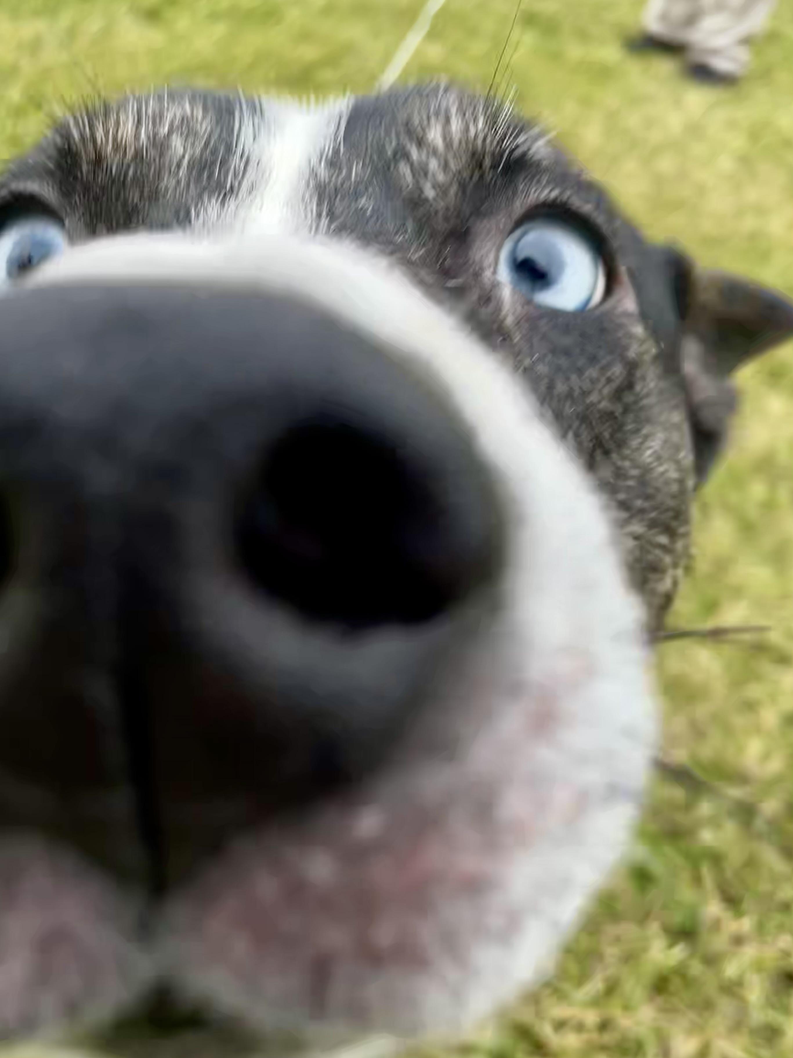 Enlarge Jimbo, a ADOPTABLE mixed breed in Washington Court House, OH image 6/6