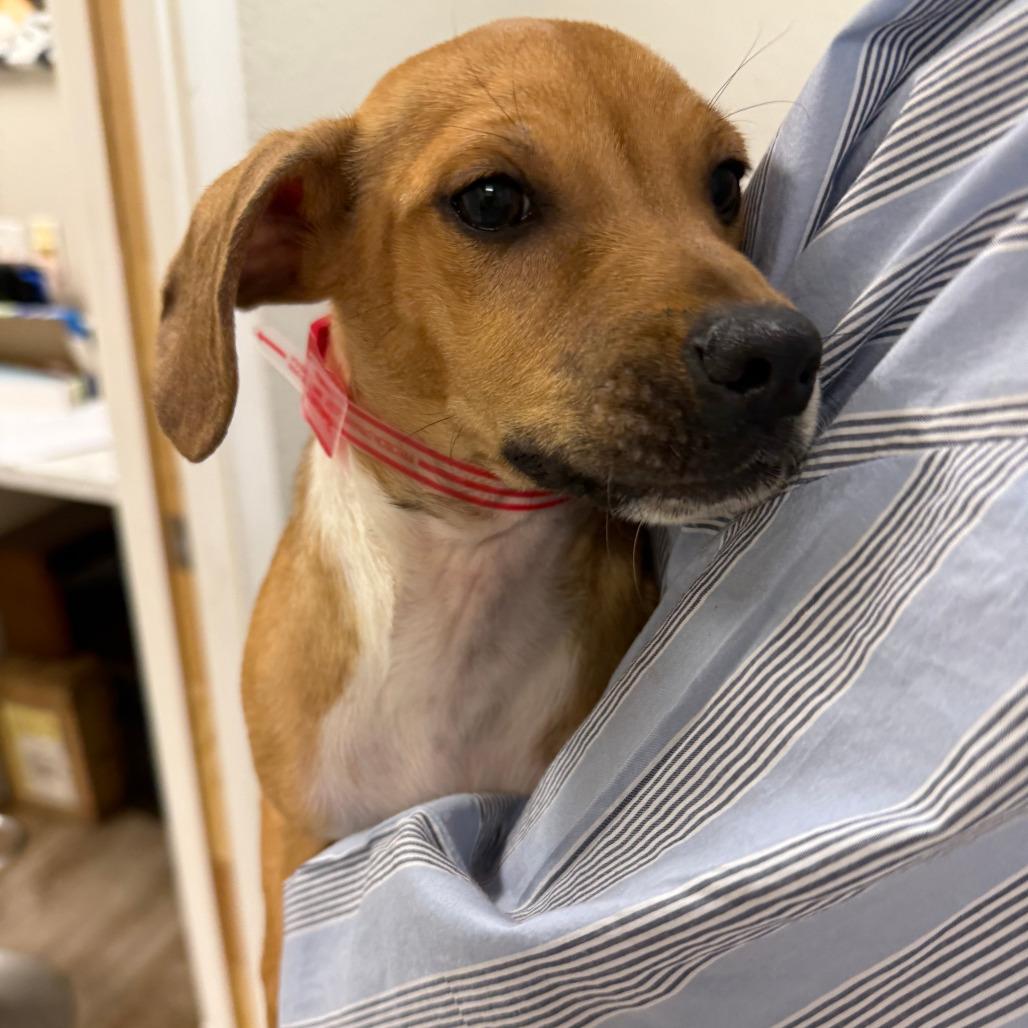 943 (2025) Bing, Adoptable, Puppy Male Rat Terrier.