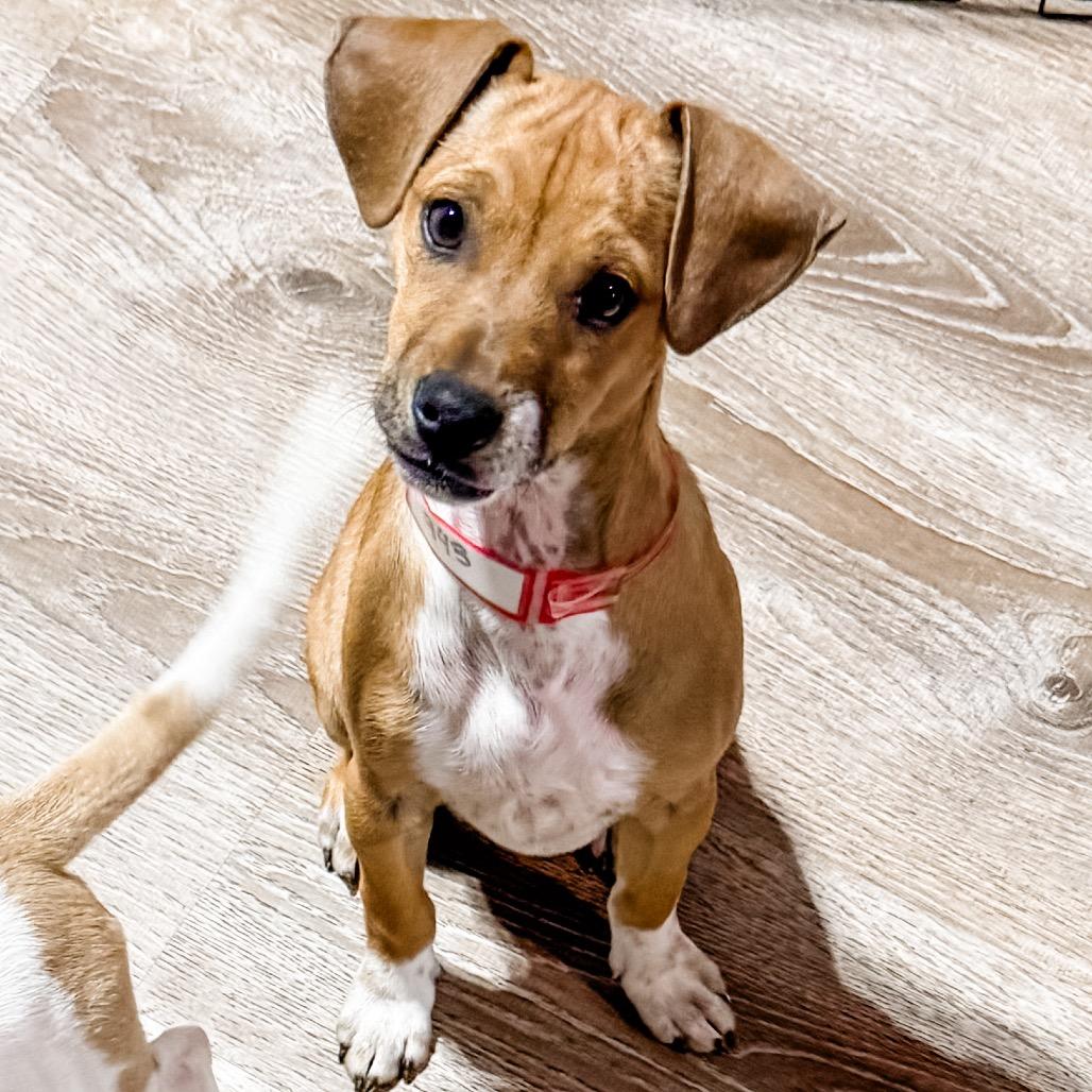 Enlarge 943 (2025) Bing, a Adoptable mixed breed in Parker, CO image 2/6