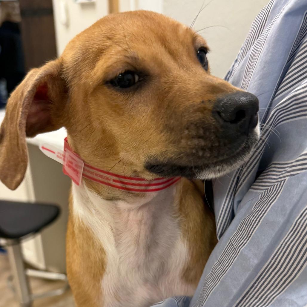 Enlarge 943 (2025) Bing, a Adoptable mixed breed in Parker, CO image 3/6