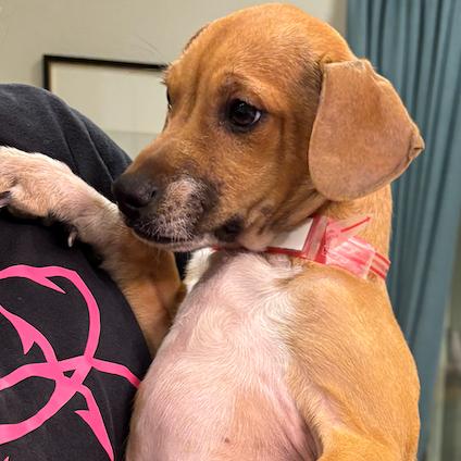 Enlarge 943 (2025) Bing, a Adoptable mixed breed in Parker, CO image 4/6