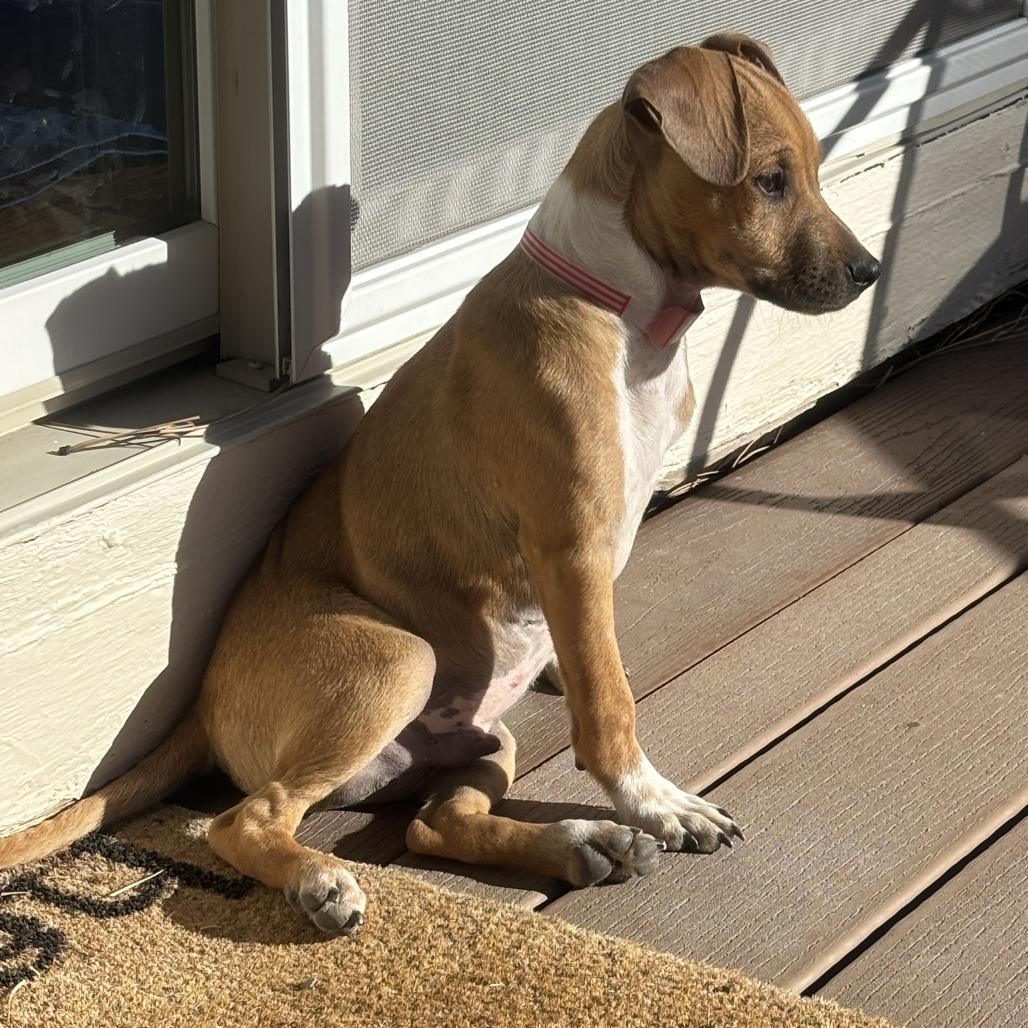 Enlarge 943 (2025) Bing, a Adoptable mixed breed in Parker, CO image 5/6