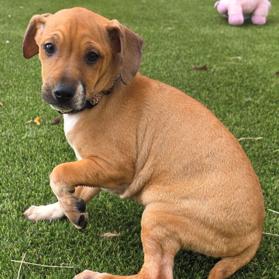 Enlarge 943 (2025) Bing, a Adoptable mixed breed in Parker, CO image 6/6