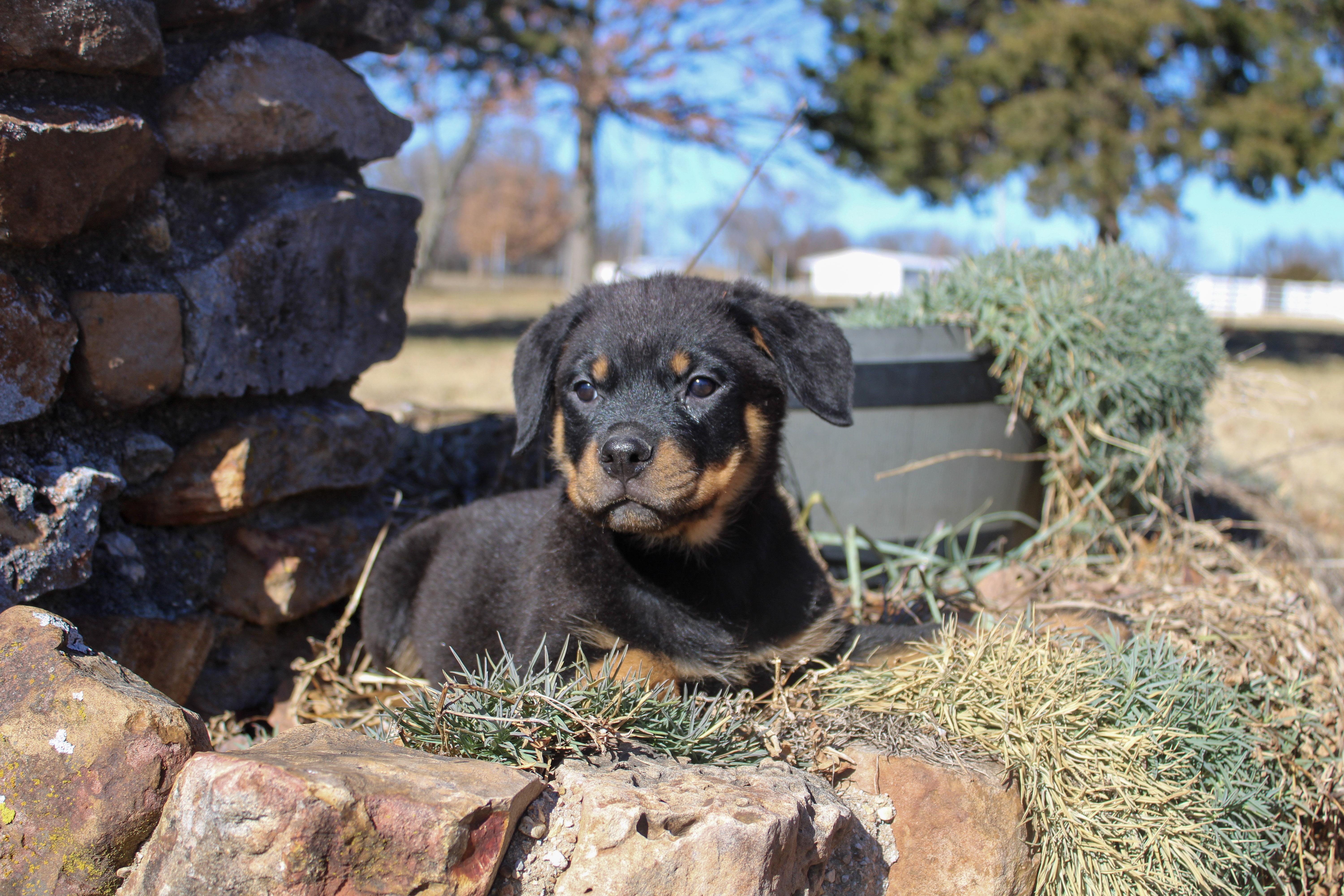Enlarge Kora, an adopted Rottweiler in Neosho, MO image 1/1