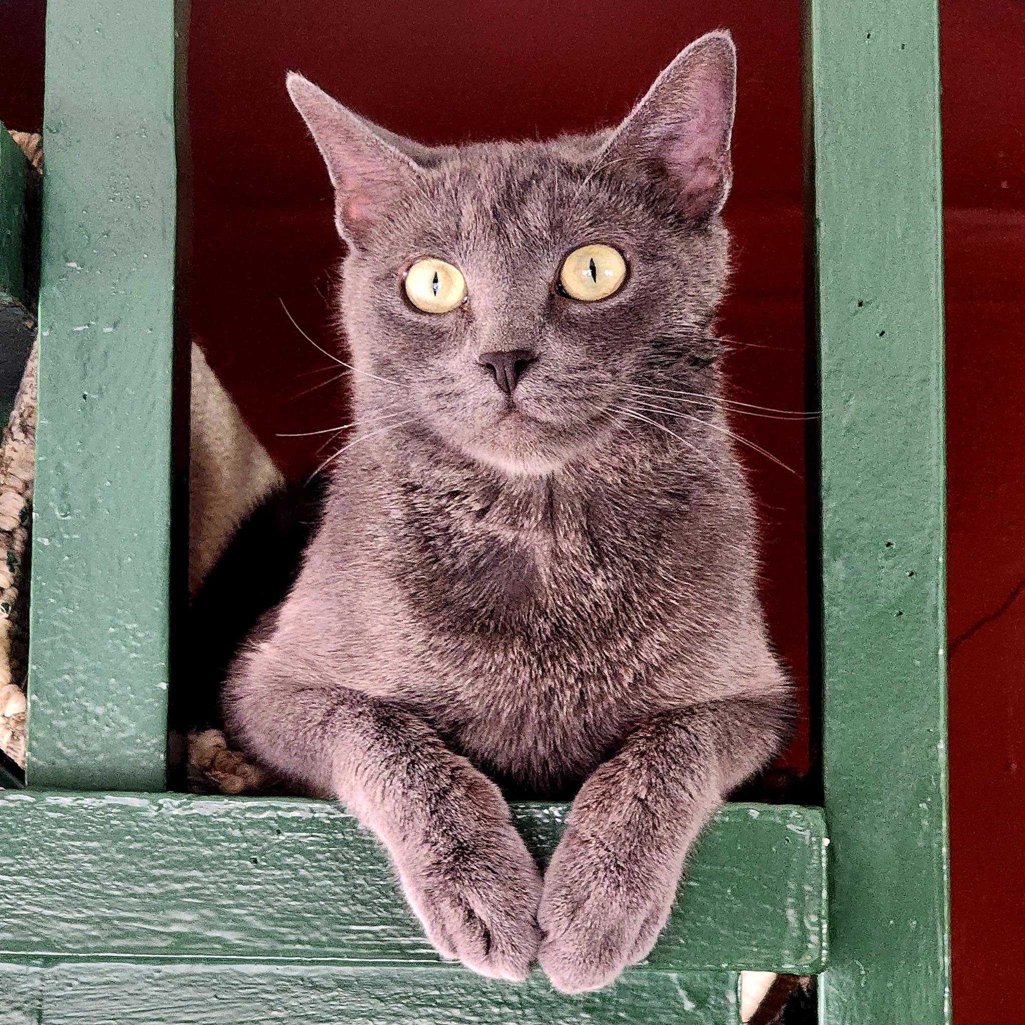 Dee, ADOPTABLE, Young Female Russian Blue.