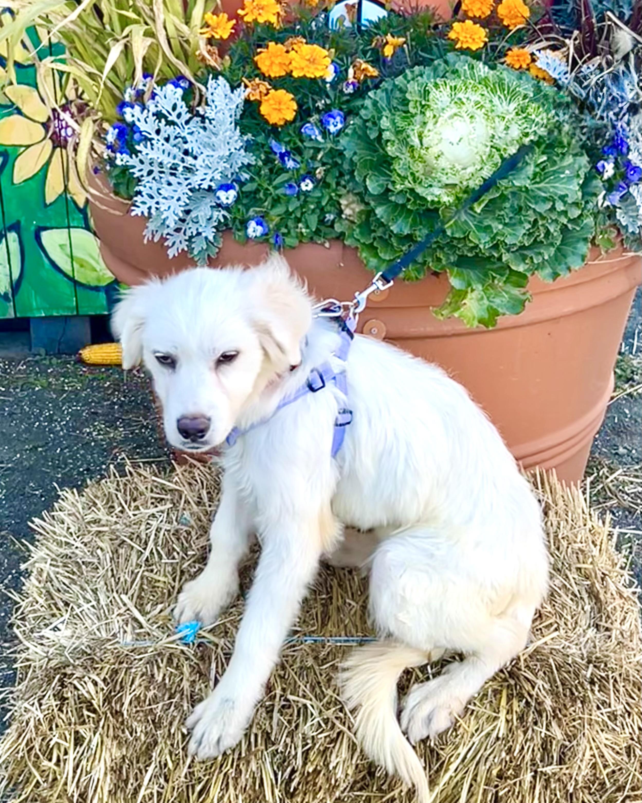 Enlarge Telepath, a Adoptable mixed breed in New York, NY image 2/6