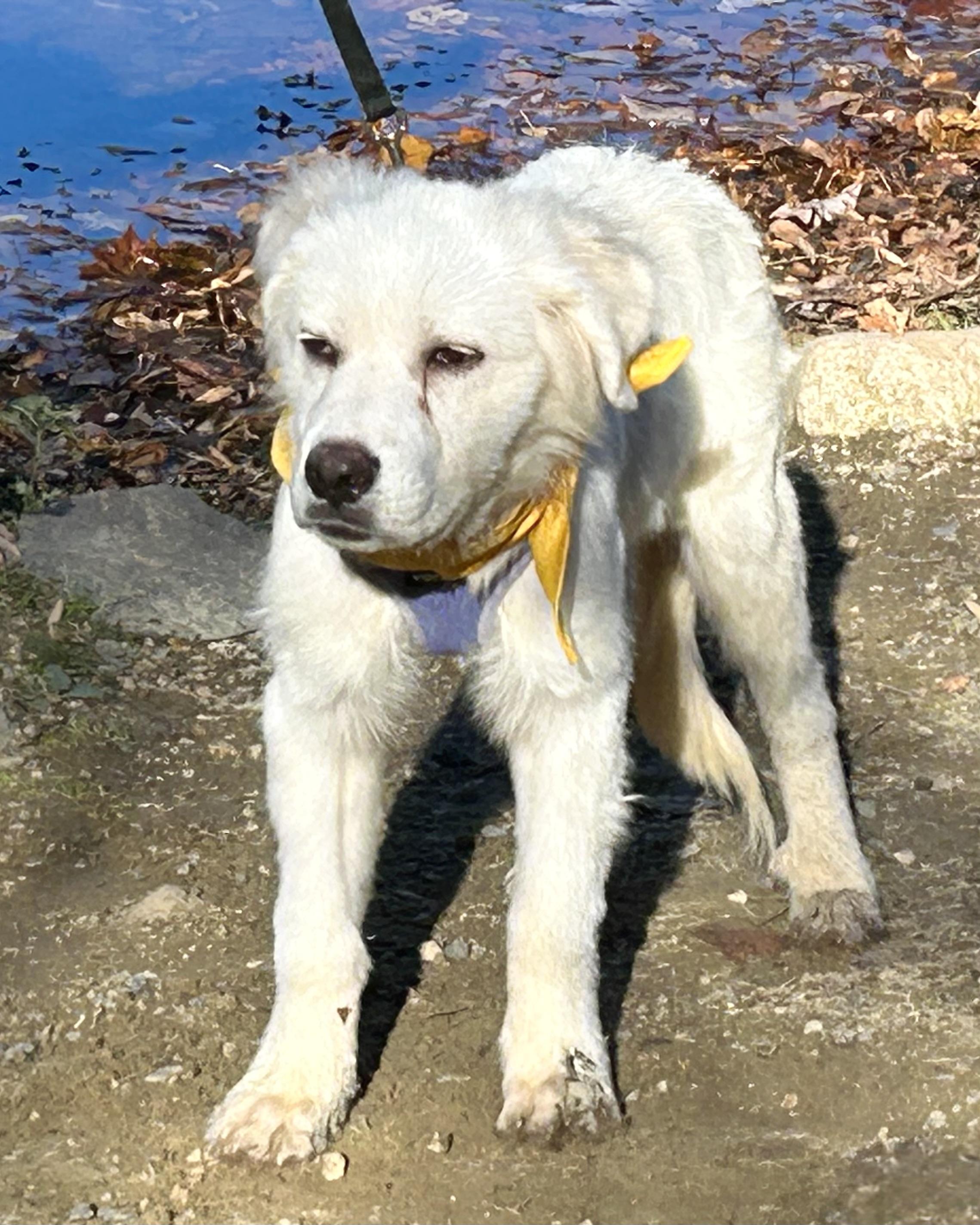 Enlarge Telepath, a Adoptable mixed breed in New York, NY image 3/6