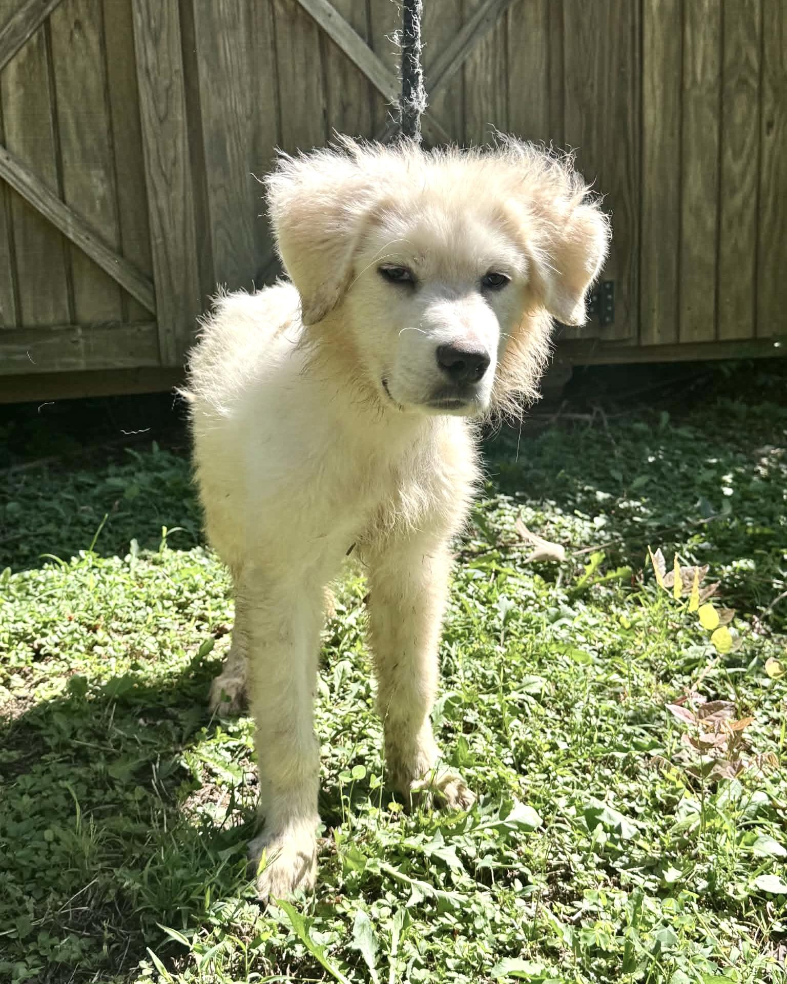 Enlarge Telepath, a Adoptable mixed breed in New York, NY image 5/6