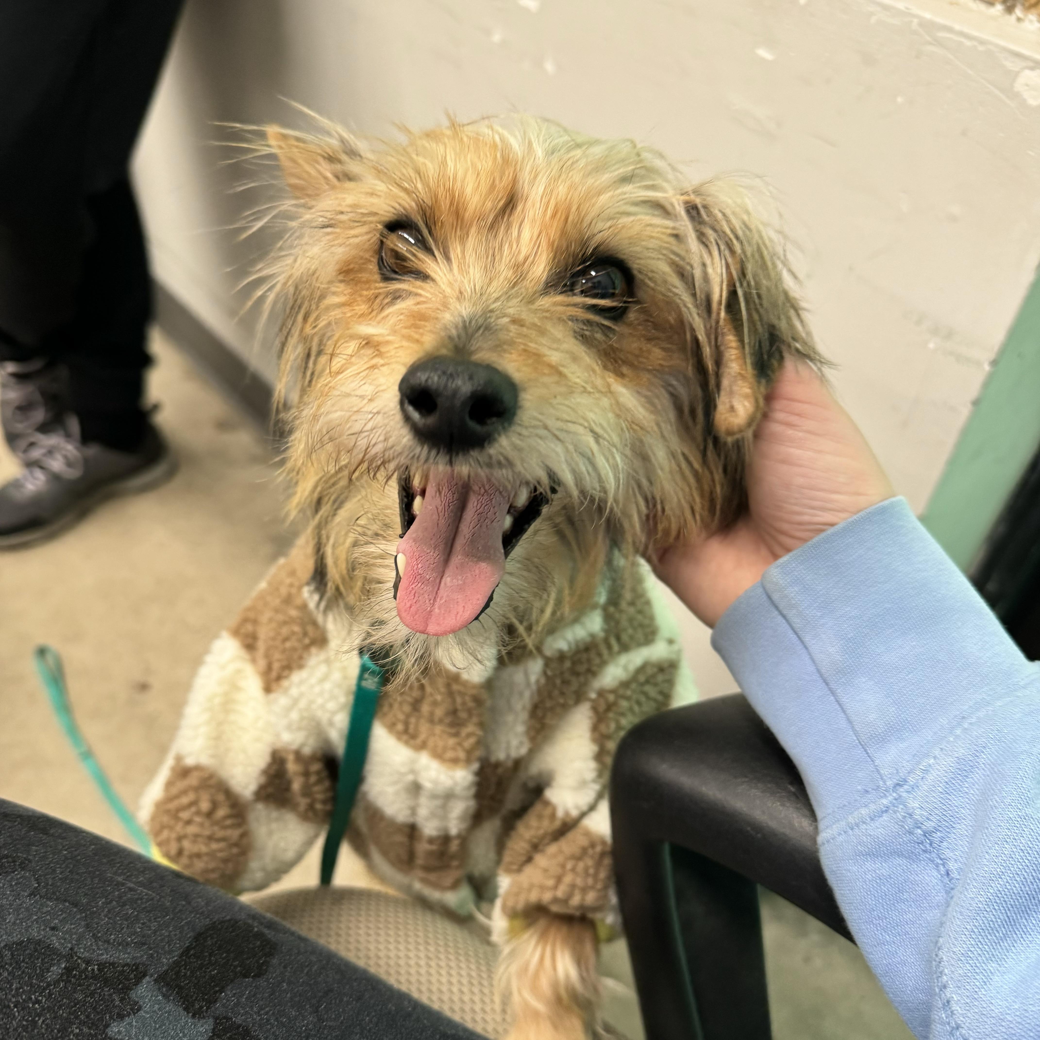 Enlarge Sorelle, a ADOPTABLE Yorkshire Terrier in China Township, MI image 6/6