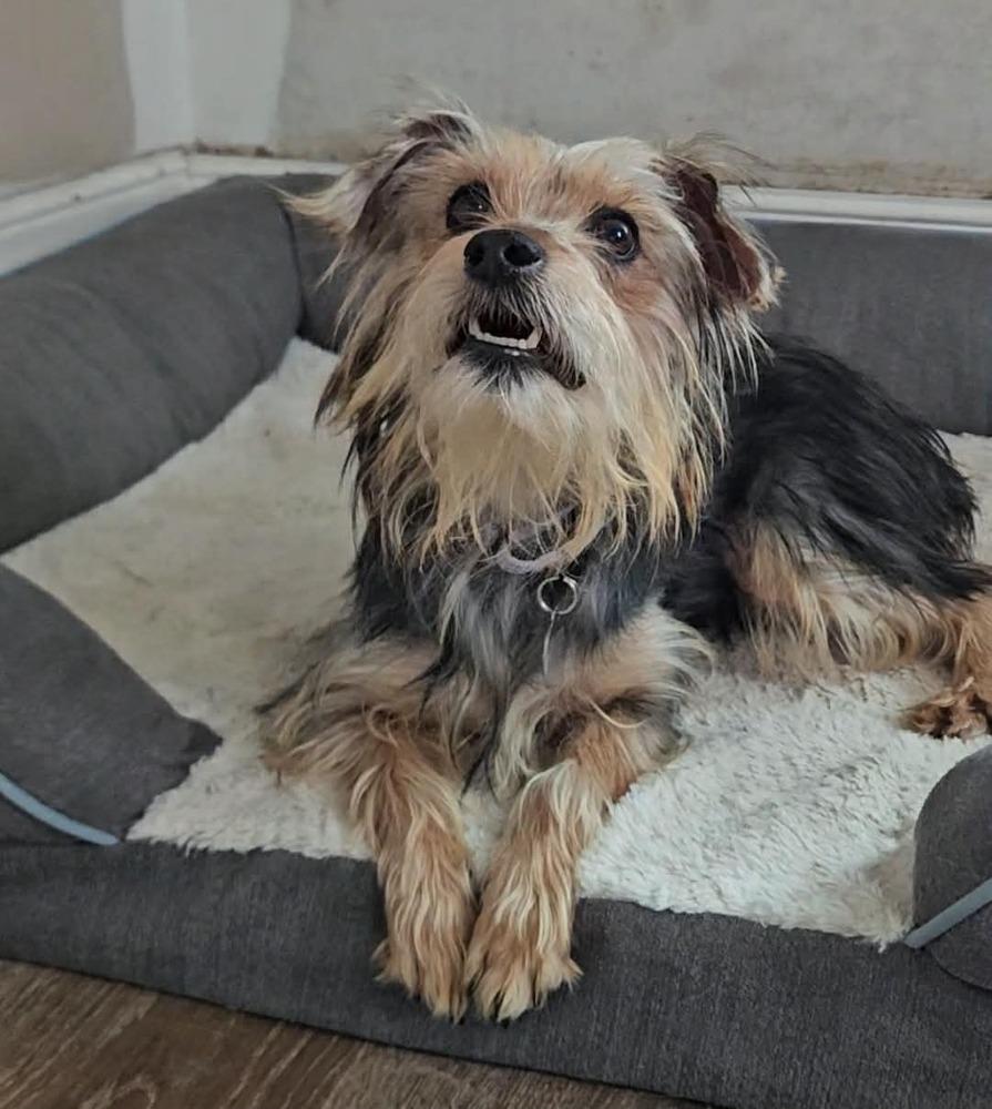 Enlarge Sorelle, a ADOPTABLE Yorkshire Terrier in China Township, MI image 3/6