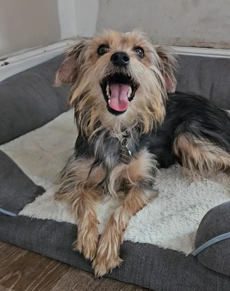 Enlarge Sorelle, a ADOPTABLE Yorkshire Terrier in China Township, MI image 5/6