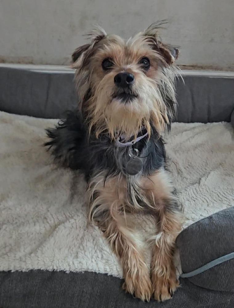 Enlarge Sorelle, a ADOPTABLE Yorkshire Terrier in China Township, MI image 4/6