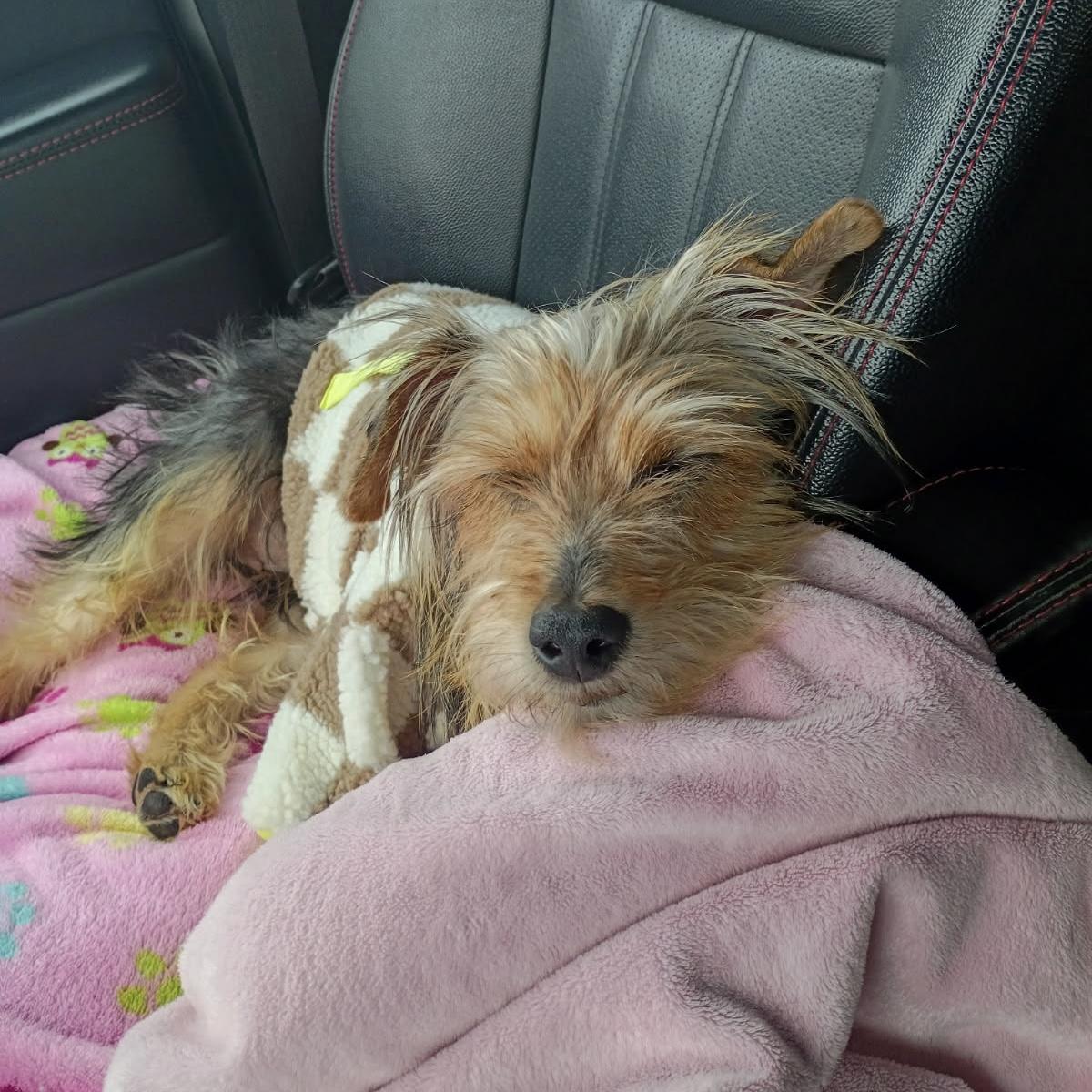 Enlarge Sorelle, a ADOPTABLE Yorkshire Terrier in China Township, MI image 5/6