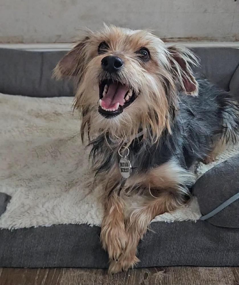 Enlarge Sorelle, a ADOPTABLE Yorkshire Terrier in China Township, MI image 6/6