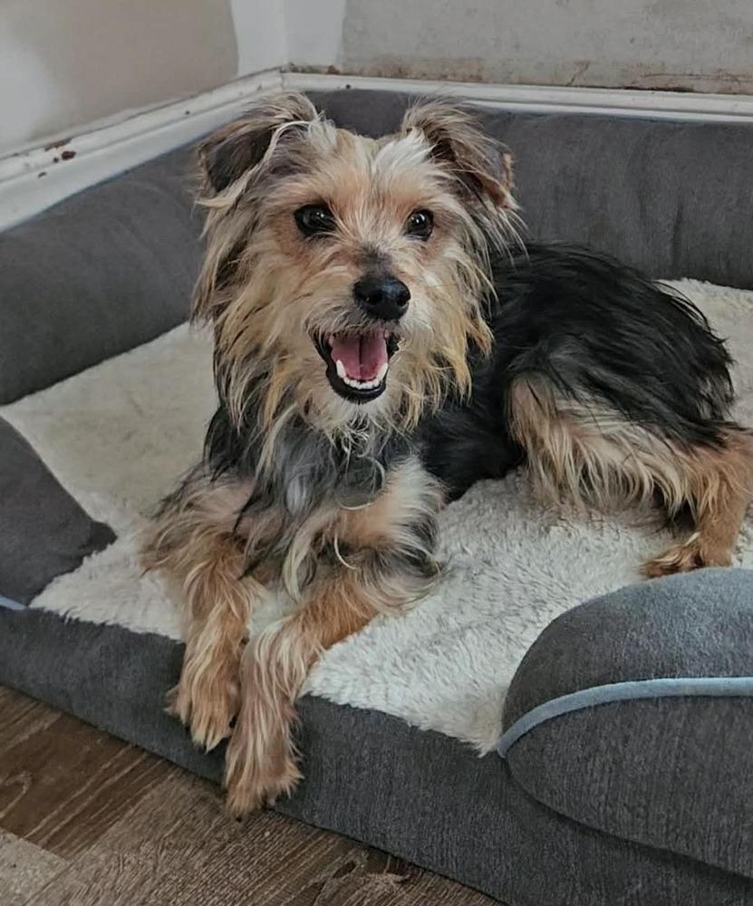 Enlarge Sorelle, a ADOPTABLE Yorkshire Terrier in China Township, MI image 2/6