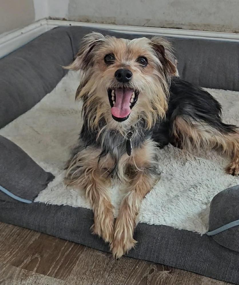 Sorelle, ADOPTABLE, Young Female Yorkshire Terrier.