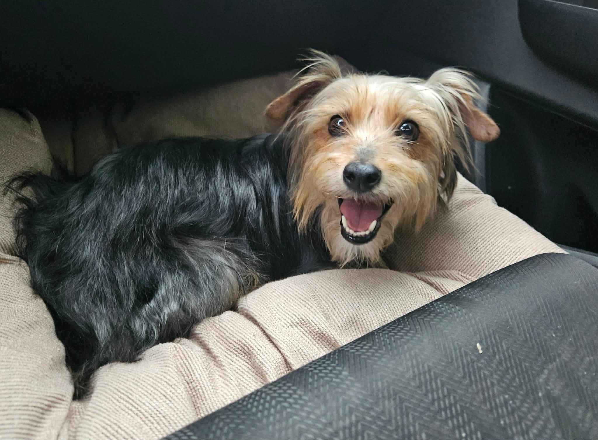 Enlarge Sorelle, a ADOPTABLE Yorkshire Terrier in China Township, MI image 3/6