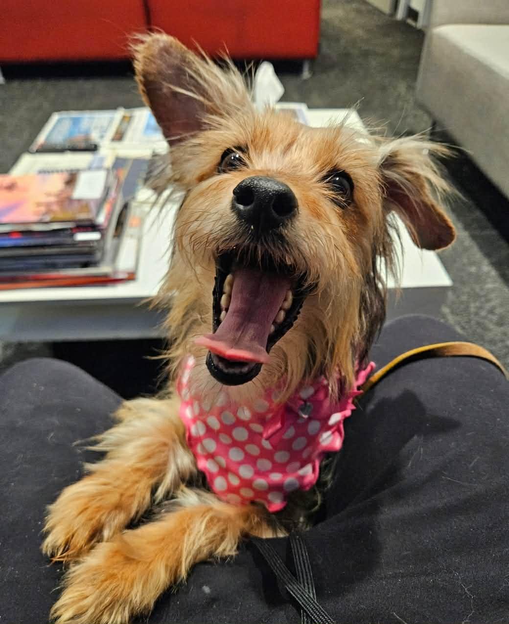 Enlarge Sorelle, a ADOPTABLE Yorkshire Terrier in China Township, MI image 4/6