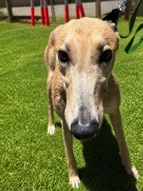 Far West Barbie (Barbie), Adopted, Adult Female Greyhound.
