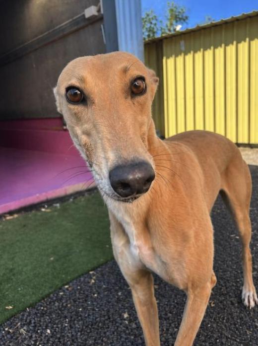 Far West Barbie (Barbie), a Adopted Greyhound in Tarpon Springs, FL image 2/3