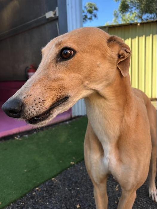 Far West Barbie (Barbie), a Adopted Greyhound in Tarpon Springs, FL image 3/3